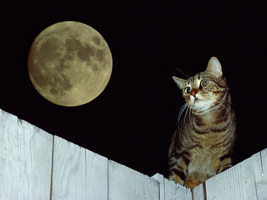 Mackerel Tabby Manx